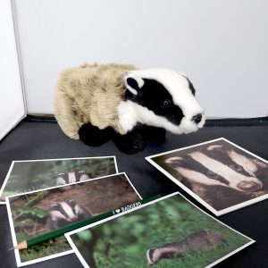 Sponsor our work helping Lancashire Badgers