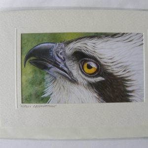 ARTful Creatures Blank Greeting Card Osprey Observation